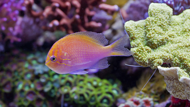 Illustration for article titled If You Don’t Like Any Of The Beautiful Fish In This List, Tell Us And We’ll Eat Them